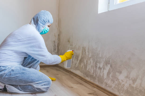 Licensed Mold Inspection service in Riverdale, GA - WQB Mold Removal